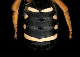   Notanthidium steloides  female abdomen, photo: T. Brady 
